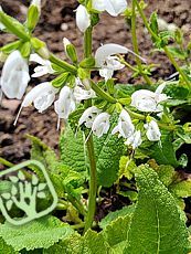 Salvia pratensis´Swan Lake´