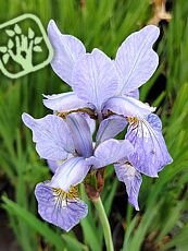 Iris sibirica ´Perry´s Blue´