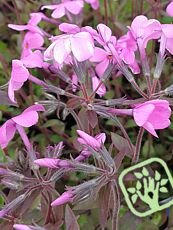 Phlox stolonifera ´Home Fires´