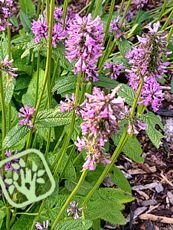Stachys monieri ´Hummelo´