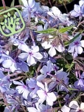 Phlox douglasii ´Crackerjack´