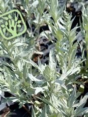 Artemisia schmidtiana ´Nana´
