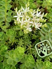 Sedum spurium