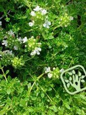 Thymus praecox ´Coccineus´ 