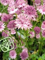 Aster novi- belgii ´Henry I Blue´