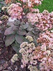 Sedum spectabile´Rubra´ 