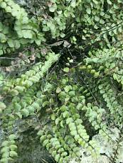 Asplenium trichomanes Asplenium trichomanes