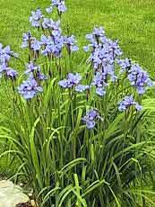 Iris sibirica