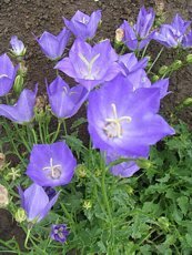 Campanula carpatica