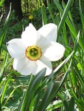 Narcissus poeticus 