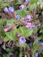 Pulmonaria saccharata ´Pink Dawn´