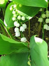 Convallaria majalis Convallaria majalis
