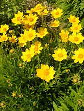 Coreopsis grandiflora 