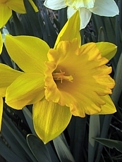 Narcissus pseudonarcissus 