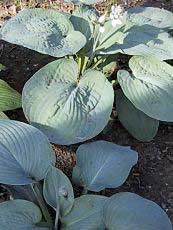 Hosta sieboldiana ´Elegans´ 