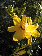 Hemerocallis ´Marion Vaughn´ 