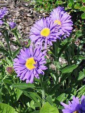 Aster alpinus