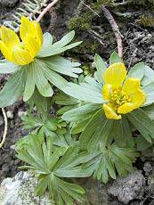 Eranthis hyemalis 