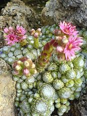 Sempervivum arachnoideum Sempervivum arachnoideum