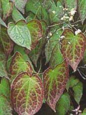 Epimedium x versicolor 