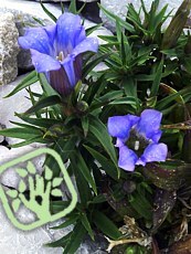 Gentiana scabra 