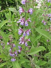 Salvia officinalis 