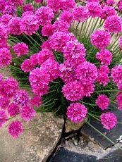 Armeria maritima