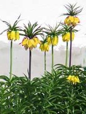 Fritilaria imperialis ´Lutea´