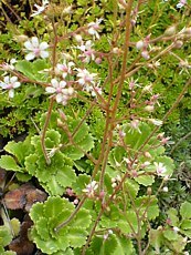 Saxifraga x geum 