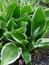 Hosta fortunei ´Albomarginata´ 