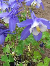 Aquilegia x hybrida