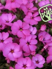 Phlox douglasii ´Crackerjack´