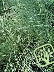 Carex comans´Frosted Curls´