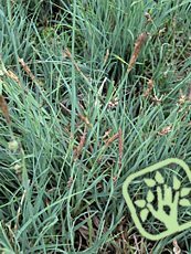 Carex panicea ´Pamira´ 