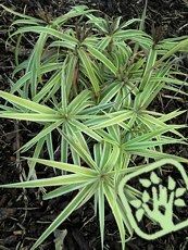 Carex phyllocephala 'Sparkler'