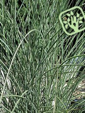 Miscanthus sinensis ´Morning Light´