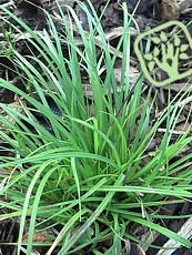 Carex montana