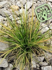 Festuca glauca ´Golden Toupee´ 