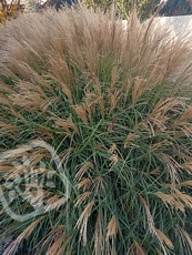 Miscanthus sinensis ´Adagio´