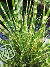 Miscanthus sinensis ´Apache´