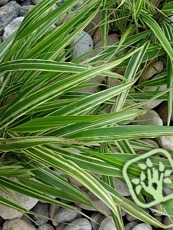 Hakonechloa macra ´Stripe it Rich´