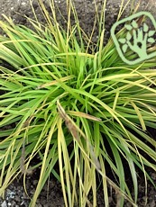 Carex oshimensis ´Everillo´ 