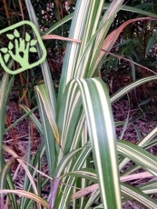 Miscanthus sinensis ´Cabaret´