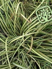 Carex oshimensis ´Evergold´ 