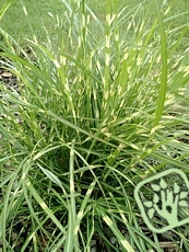 Miscanthus sinensis ´Little Zebra´