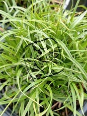 Carex caryophyllea´The Beatles´