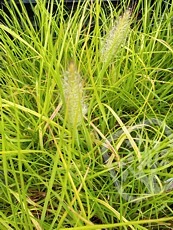 Pennisetum alopecuroides ´Hameln Gold´