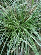 Carex conica ´Variegata´