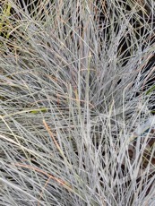 Festuca glauca ´Intense Blue´