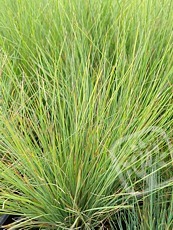 Festuca Amethystina 